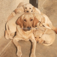lab-pups-labrador-retriever-wah-6