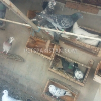pigeons-for-sale-کبوتر-برائے-فرخت-multan-lahores-multan-6