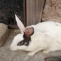 beautiful-and-cute-white-rabbit-for-sale--rawalpindi-3