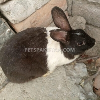 beautiful-and-cute-black-white-rabbit-for-sale--rawalpindi-2