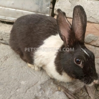 beautiful-and-cute-black-white-rabbit-for-sale--rawalpindi-4