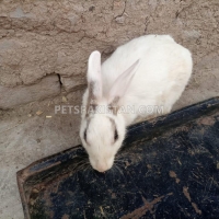 beautiful-and-cute-white-rabbit-for-sale--rawalpindi-2