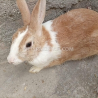 beautiful-brown-rabbit-for-sale--rawalpindi-2