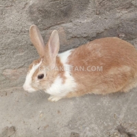 beautiful-brown-rabbit-for-sale--rawalpindi-3