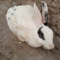 beautiful-and-cute-white-rabbit-for-sale--rawalpindi-5