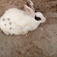 beautiful-and-cute-white-rabbit-for-sale--rawalpindi-1