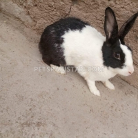 beautiful-black-white-rabbit-for-sale--rawalpindi-3