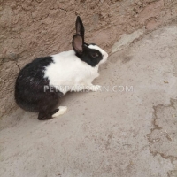 beautiful-black-white-rabbit-for-sale--rawalpindi-2