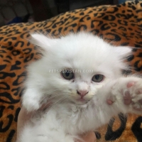 triple-coated-persians-for-sale-persian-cats-islamabad-3