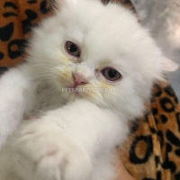 triple-coated-persians-for-sale-persian-cats-islamabad-5