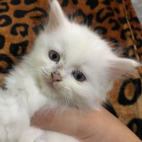 triple-coated-persians-for-sale-persian-cats-islamabad-2