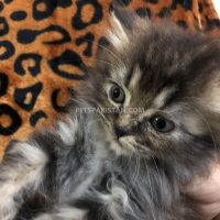 triple-coated-persians-for-sale-persian-cats-islamabad-4