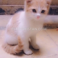 persian-and-semi-persian-kittens-for-sale-in-rawalpindi-islamabad-persian-cats-rawalpindi-3