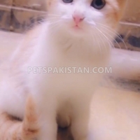 persian-and-semi-persian-kittens-for-sale-in-rawalpindi-islamabad-persian-cats-rawalpindi-5