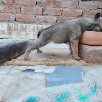 belgium-malinois-with-german-malinois-puppies-available-in-cheap-price-belgian-shepherd-multan-2