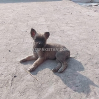 belgium-malinois-with-german-malinois-puppies-available-in-cheap-price-belgian-shepherd-multan