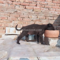 belgium-malinois-with-german-malinois-puppies-available-in-cheap-price-belgian-shepherd-multan-4