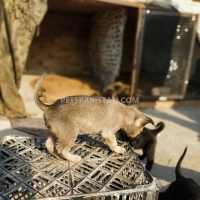 belgium-malinois-with-german-malinois-puppies-available-in-cheap-price-belgian-shepherd-multan-8
