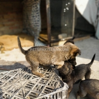 belgium-malinois-with-german-malinois-puppies-available-in-cheap-price-belgian-shepherd-multan-10