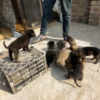 belgium-malinois-with-german-malinois-puppies-available-in-cheap-price-belgian-shepherd-multan-17