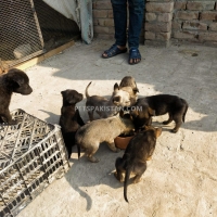 belgium-malinois-with-german-malinois-puppies-available-in-cheap-price-belgian-shepherd-multan-16
