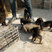 belgium-malinois-with-german-malinois-puppies-available-in-cheap-price-belgian-shepherd-multan-18
