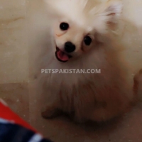 pomeranian-puppy-pomeranian-islamabad-4