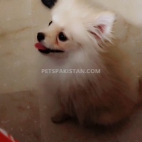 pomeranian-puppy-pomeranian-islamabad-5