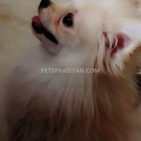 pomeranian-puppy-pomeranian-islamabad-6