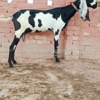 two-goats-nagri-for-sale-sheep-kharian-2