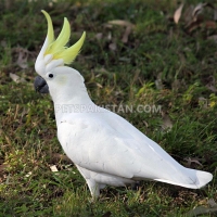 tamed-parrots-for-sale-whatsapp-12486625079-amazon-parrots-rawalpindi-4