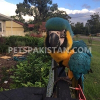 healthy-male-blue-and-gold-macaw-parrots-for-sale-macaws-mananwala-jodh-singh