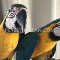 blue-gold-macaw-african-grey-parrot-dera-murad-jamali-4