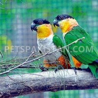 parrots-african-greys-amazons-conures-electus-fertile-eggs-macaws-abdul-hakim