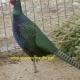 pheasant-chicks-for-sale-all-type-and-breeder-paire-silver-pheasant-lahore-4