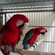parrots-for-sale-other-abbasia