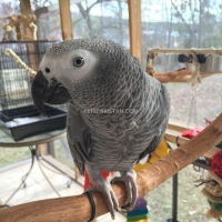 outstanding-african-grey-parrot-for-adoption-african-grey-parrot-rawalpindi-cantt