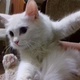 kittens-for-sale-persian-cats-karachi-2