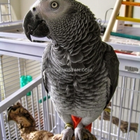 african-grey-parrot-african-grey-parrot-naushahro-feroze