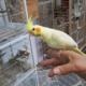 sweetest-cockatiel-babies-getting-ready-to-go-home-other-abbottabad