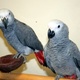 adorable-and-cute-pair-african-grey-parrots-for-re-homing-african-grey-parrot-makhdoom-pur-pahoran
