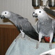 extra-sweet-african-grey-babies-for-new-homes-other-chachran-sharif