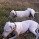 bulltare-dogs-for-sale-in-islamabad-bulltare-islamabad