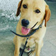 labrador-male-22-months-old-biscuit-color-pure-breed-labrador-retriever-lahore