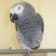 talkative-african-gray-parrot-for-sale-african-grey-parrot-islamabad-1