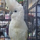 cockatoo-for-sale-cockatoos-karachi