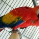 macaw-2-yrs-old-and-babbies-macaws-abbas-nagar-2