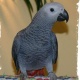parrot-for-adoption-african-grey-parrot-amangarh-industrial-area