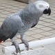 parrots-and-parrot-eggs-amazon-parrots-karachi