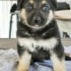 german-shepherd-puppy-for-adoption-other-bahawalpur